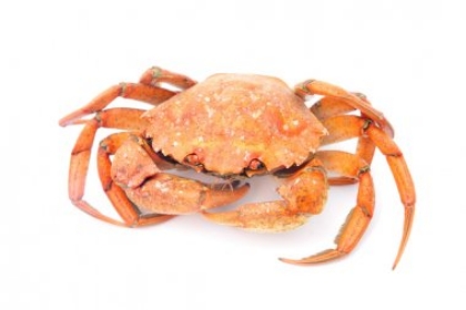 Poza cu CRAB DE MARE FIERT