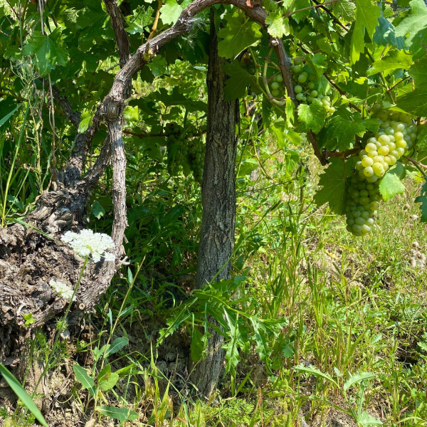 Poza cu VIN DIN TĂUȘENI - DWINE