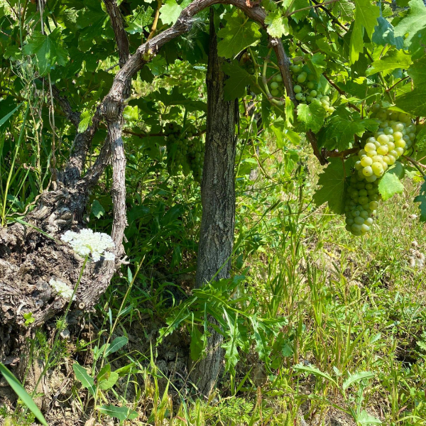 Poza cu Vin alb din Tăuşeni, Dwine, 0.75l
