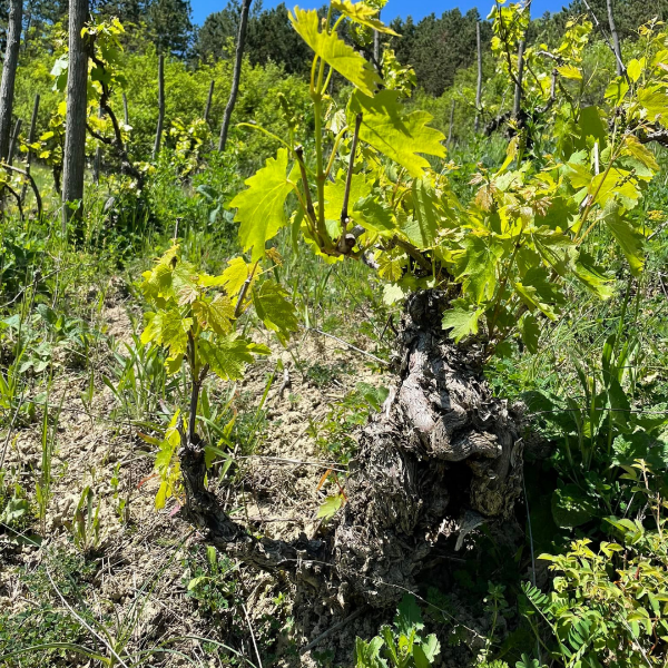 Poza cu Vin alb din Tăuşeni, Dwine, 0.75l