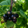 Poza cu Vin de coacăze negre, Poama Boierească, 0.75 l
