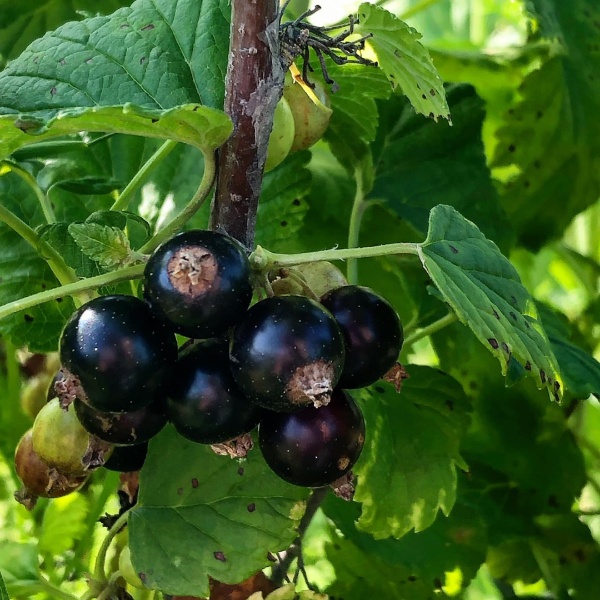 Poza cu VIN DE COACAZE NEGRE POAMA BOIEREASCA